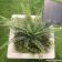 Glow Solar Powered LED Medium Square Plant Pot|Glow Solar Powered LED Illuminated Medium Square Plant Pot